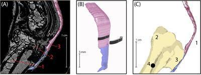 Altering the Mechanical Load Environment During Growth Does Not Affect Adult Achilles Tendon Properties in an Avian Bipedal Model